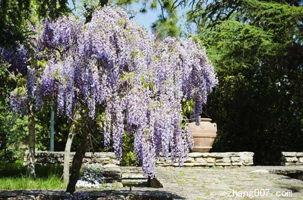 紫藤花 (8).jpg