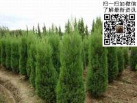 贵阳六盘水蜀桧一年四季种植成活率能有多少2.8米2.9米