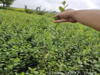 小叶扶芳藤耐寒吗适合种植在什么地方